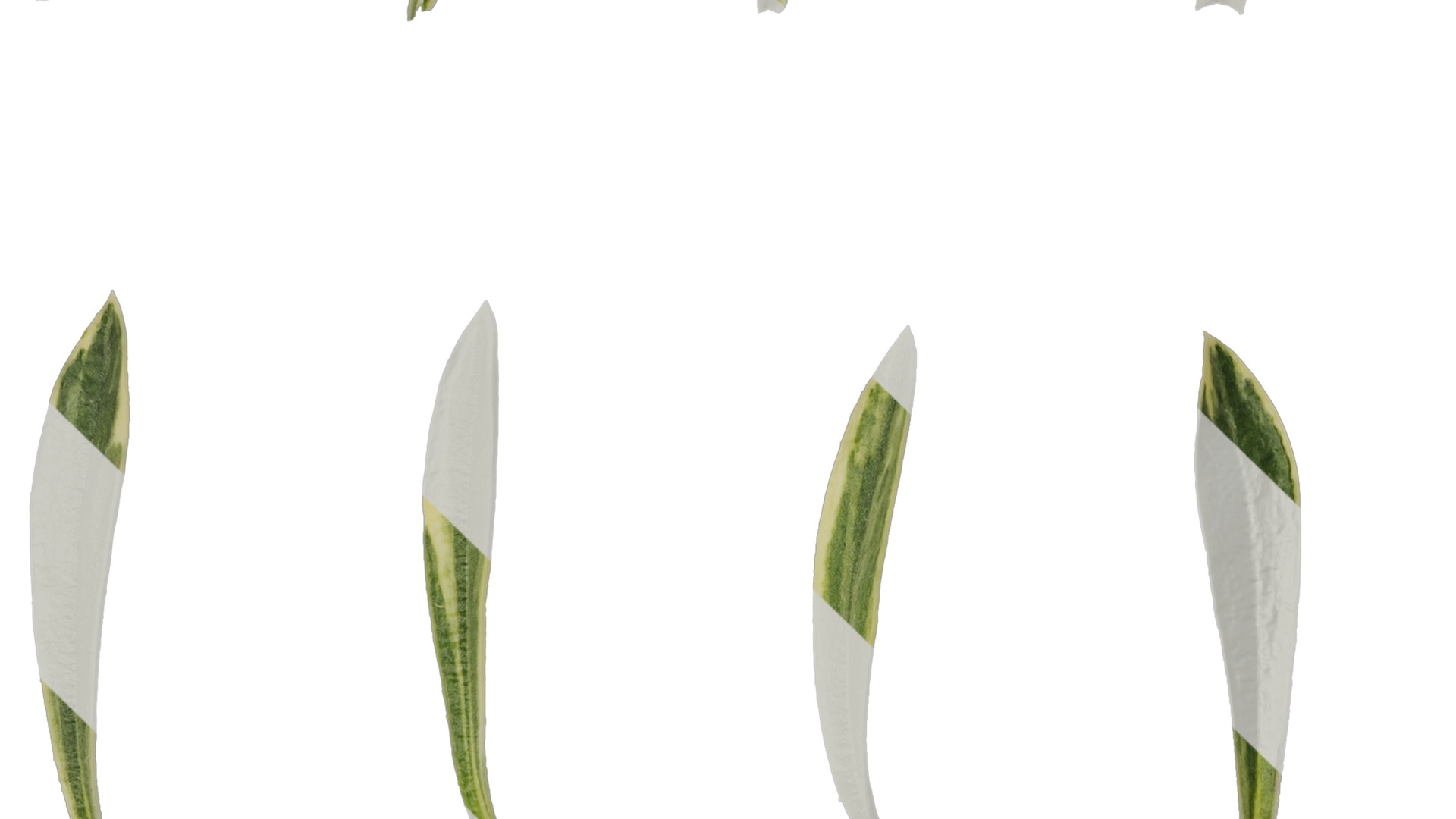 Anydrafts Phlox divaricata montrose tricolor Leaf 02 Texture_3