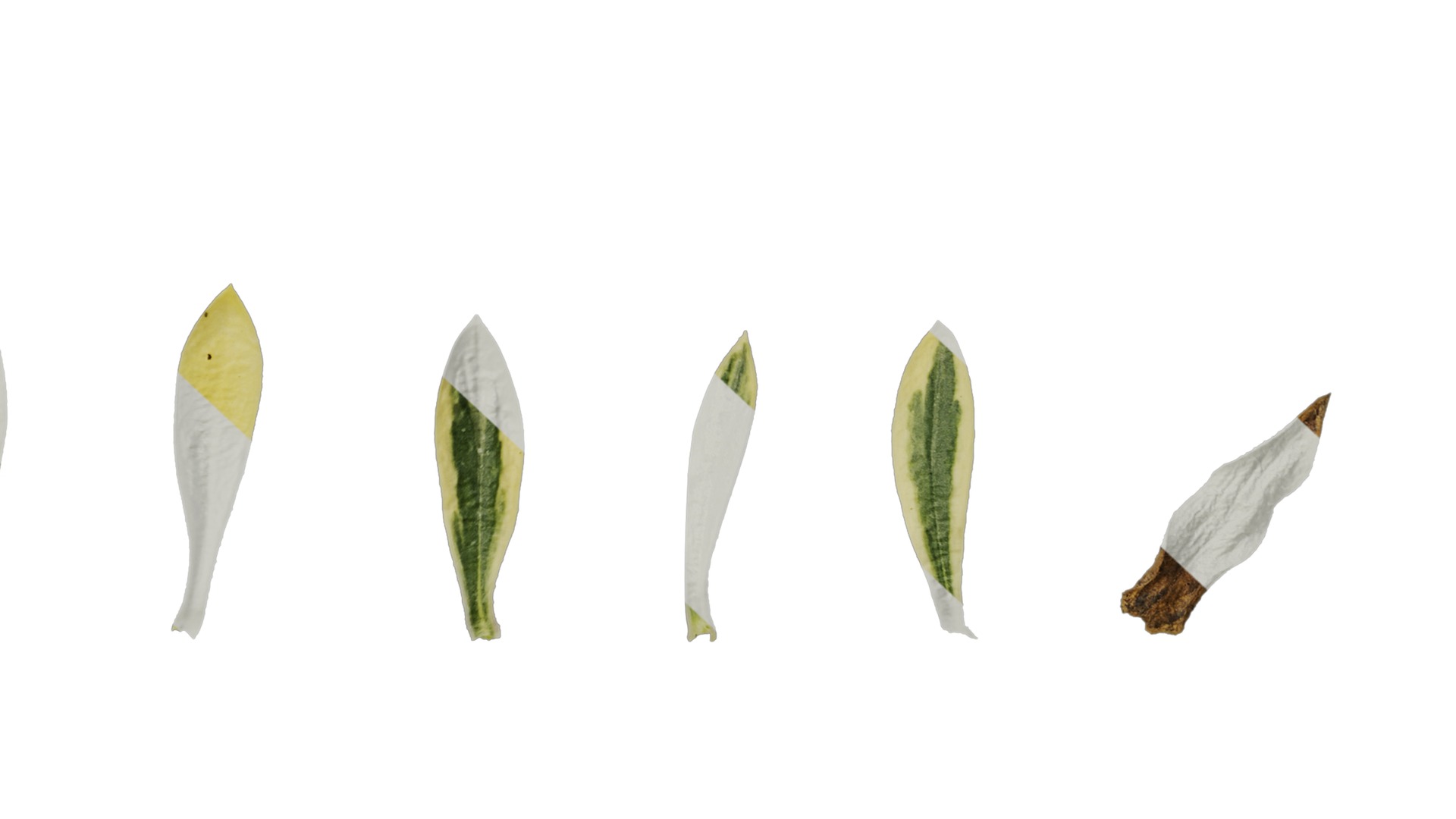 Anydrafts Phlox divaricata montrose tricolor Leaf 02 Texture_6