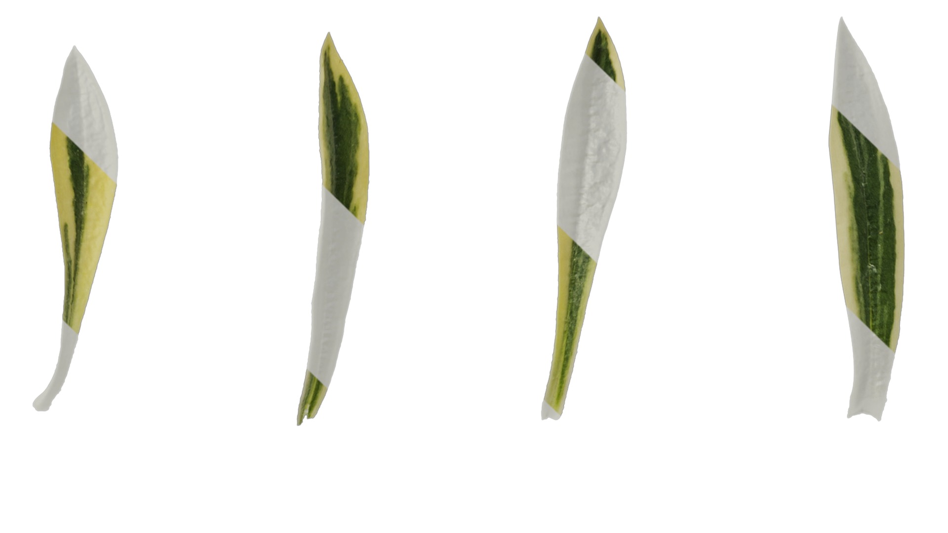 Anydrafts Phlox divaricata montrose tricolor Leaf 02 Texture_1