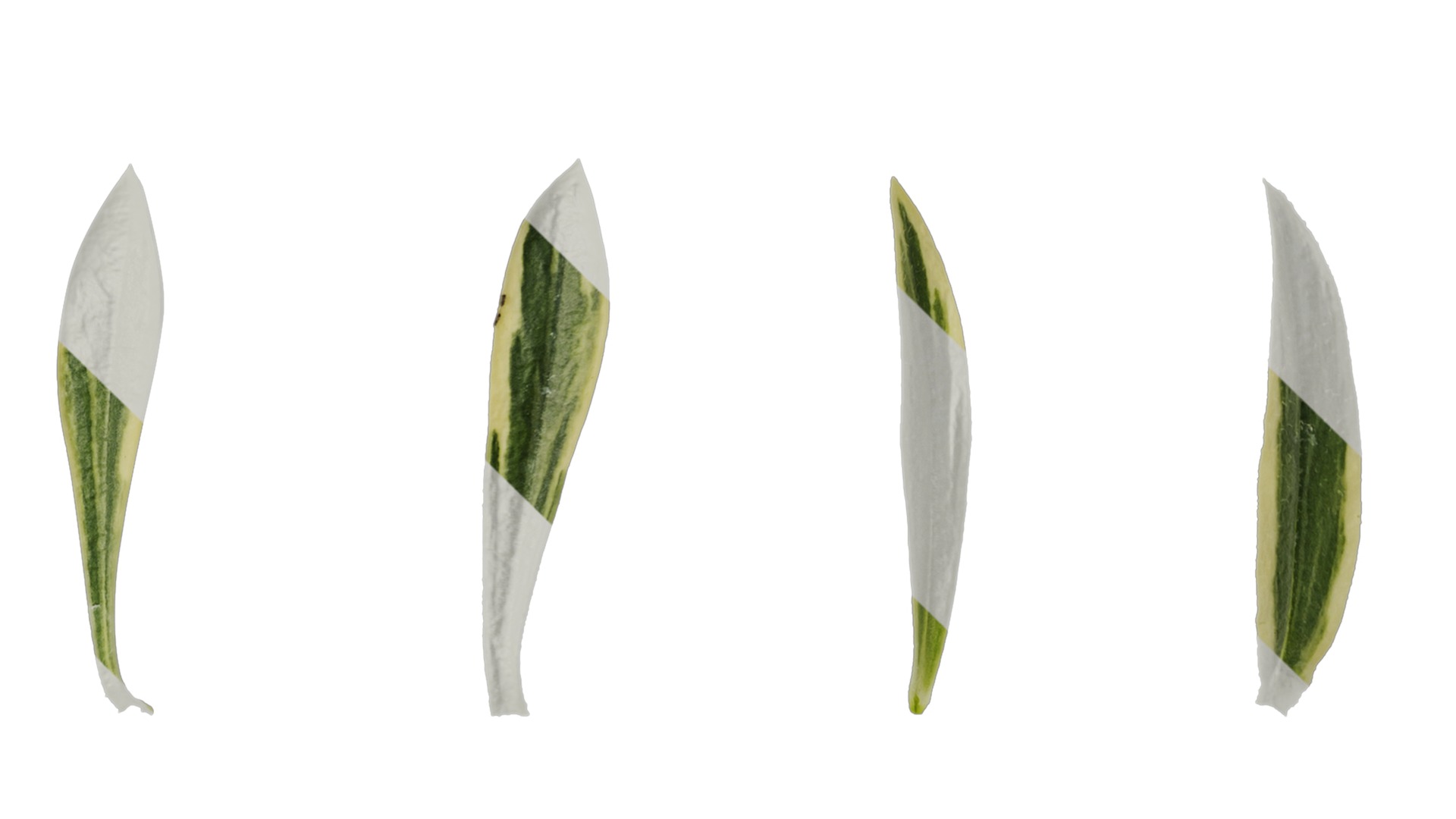 Anydrafts Phlox divaricata montrose tricolor Leaf 02 Texture_4