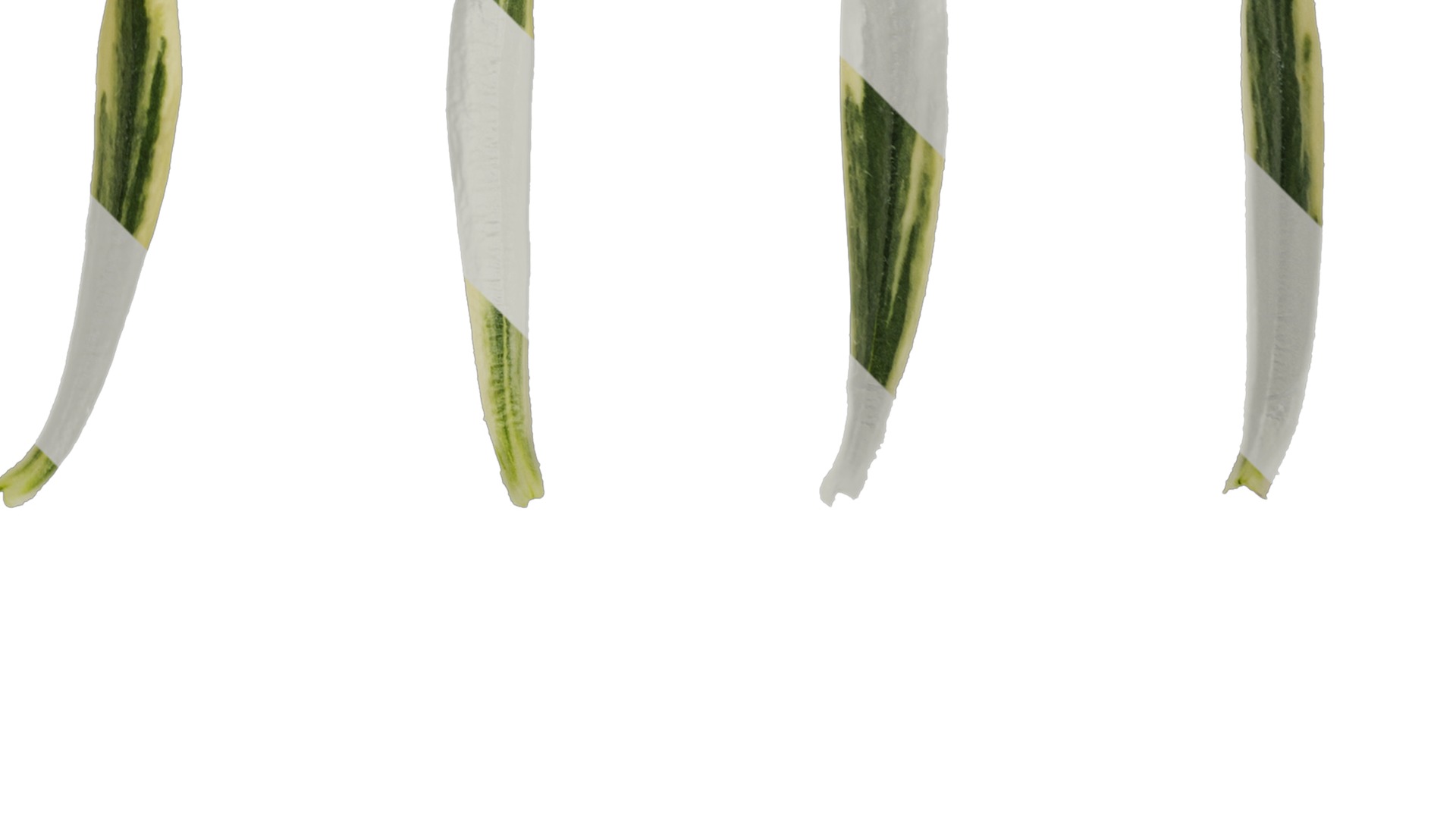 Anydrafts Phlox divaricata montrose tricolor Leaf 02 Texture_2