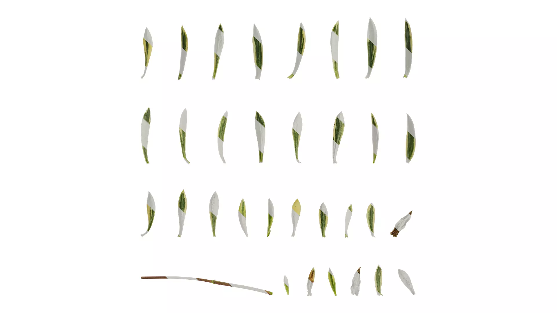 Anydrafts Phlox divaricata montrose tricolor Leaf 02 Texture_0