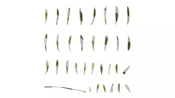 Anydrafts Phlox divaricata montrose tricolor Leaf 02