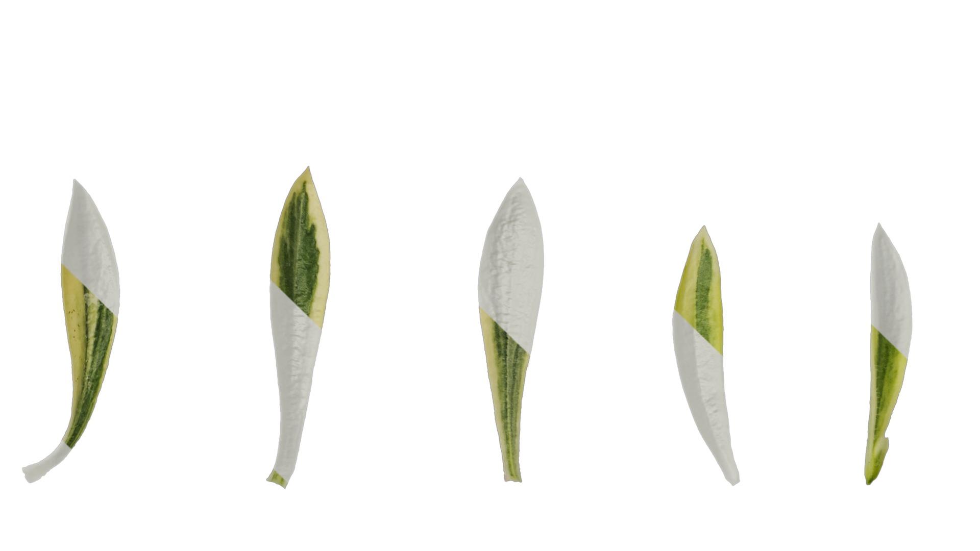 Anydrafts Phlox divaricata montrose tricolor Leaf 02 Texture_5