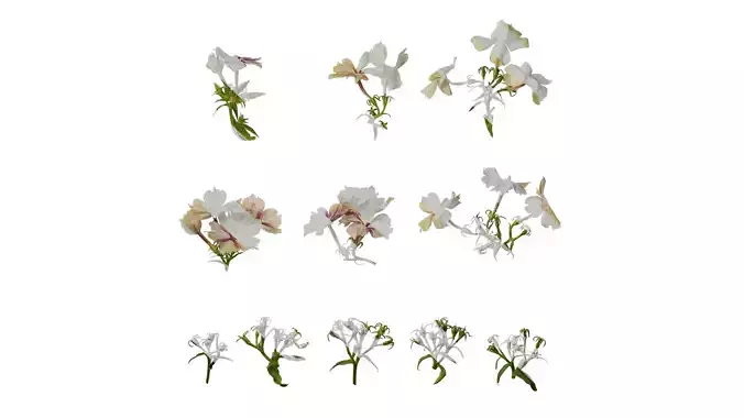Anydrafts Phlox drummondii Atlas 01