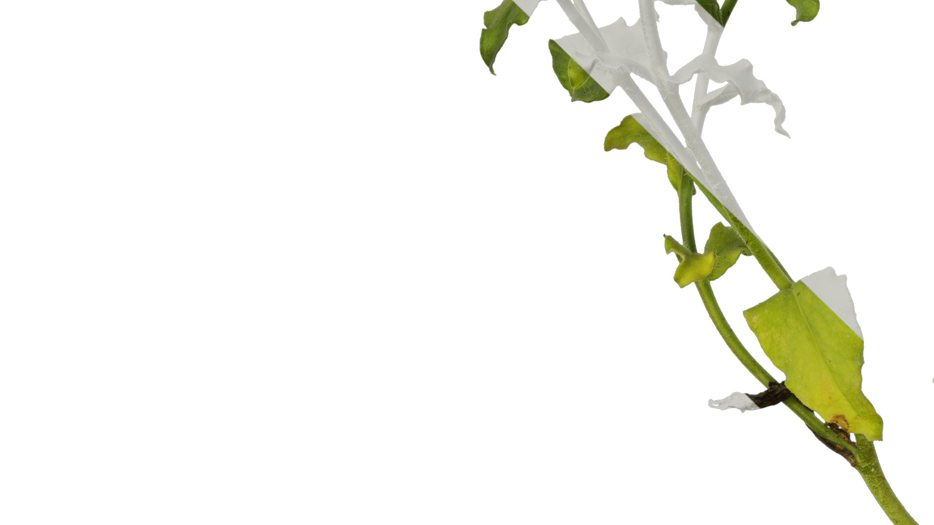 Anydrafts Phlox drummondii Atlas 02 Texture_5