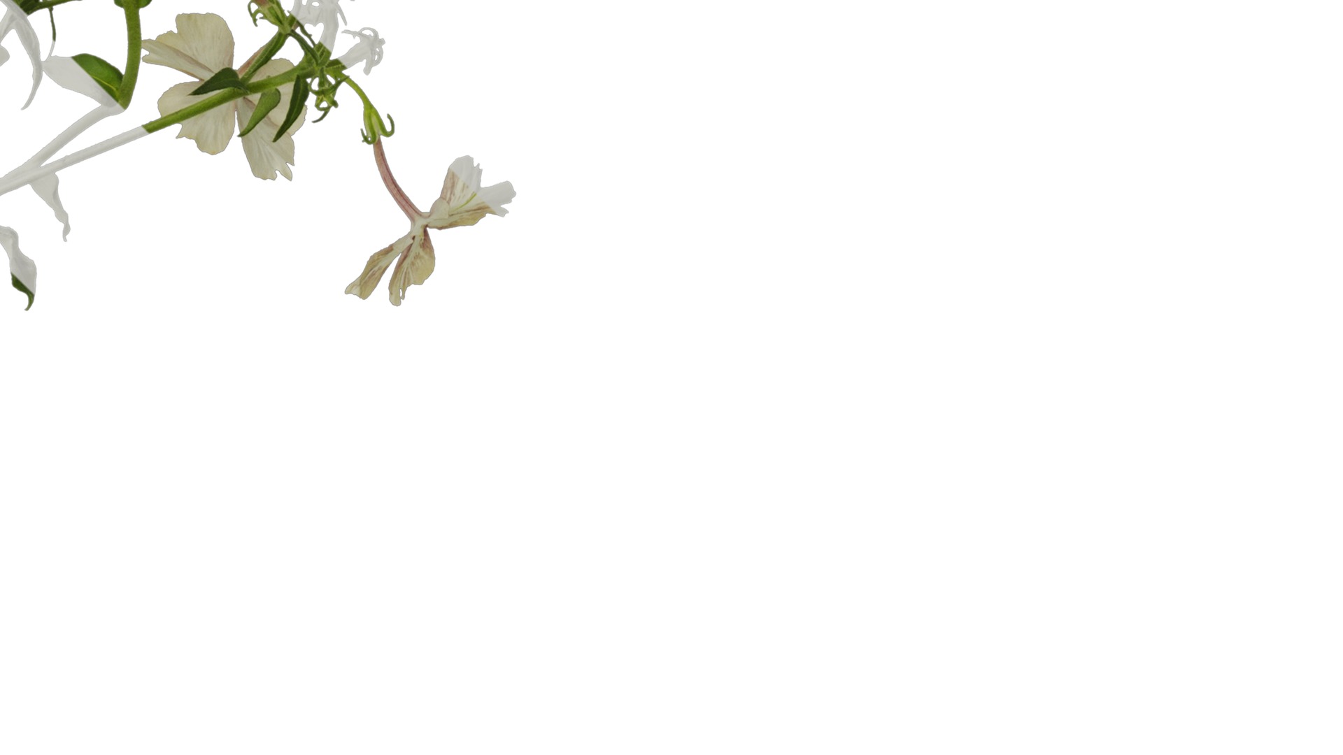 Anydrafts Phlox drummondii Atlas 02 Texture_4