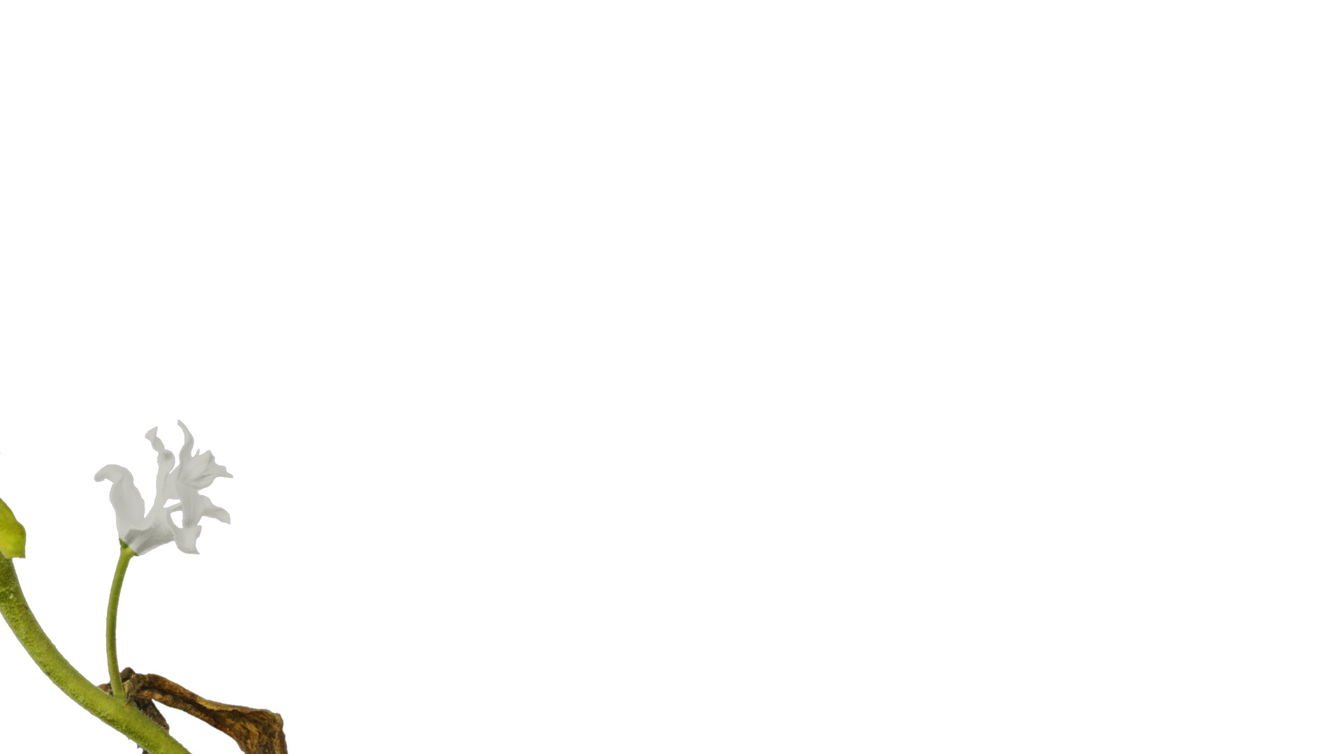 Anydrafts Phlox drummondii Atlas 02 Texture_6