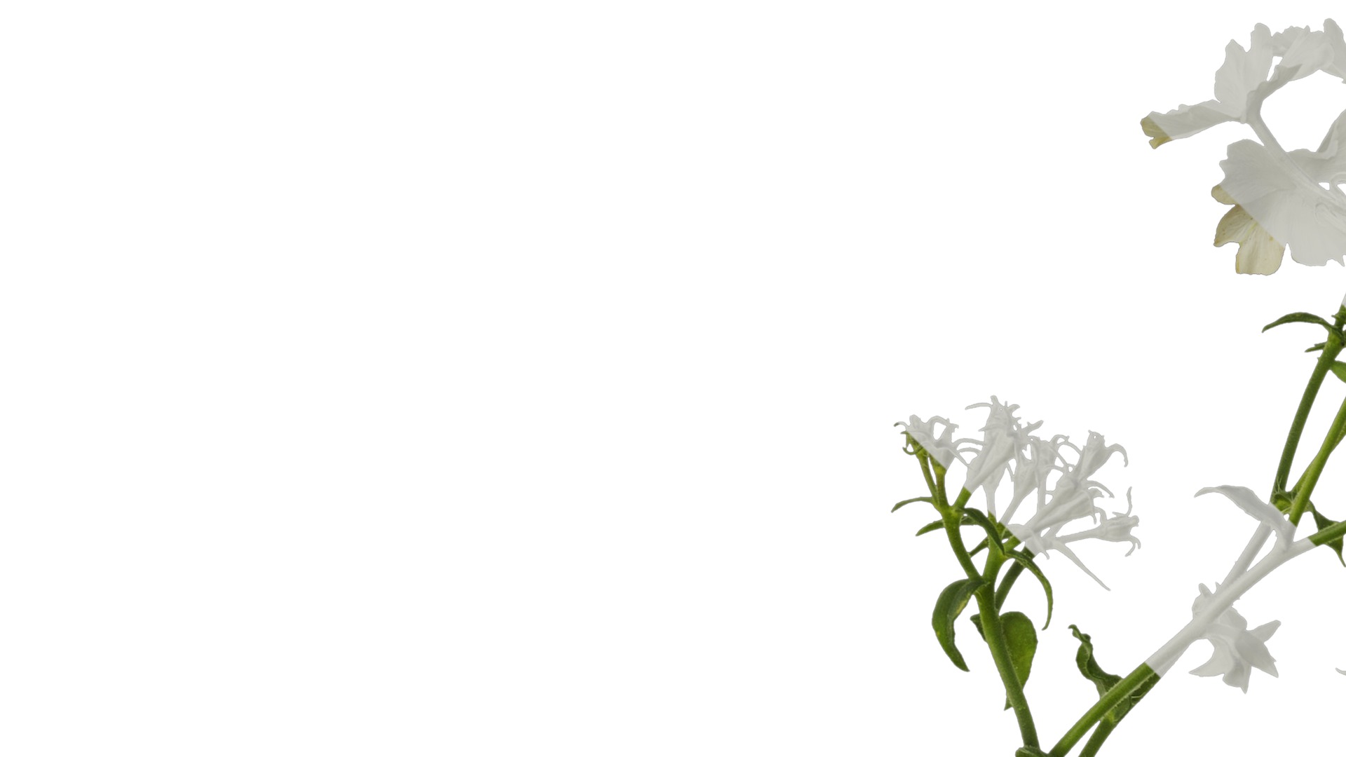 Anydrafts Phlox drummondii Atlas 02 Texture_1