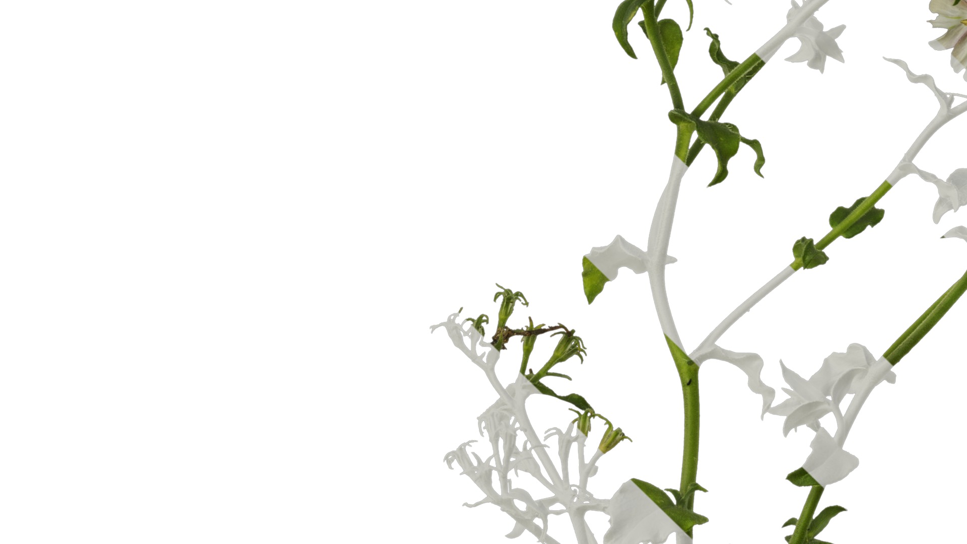 Anydrafts Phlox drummondii Atlas 02 Texture_3