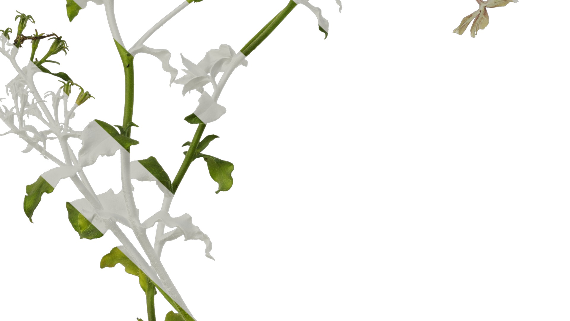 Anydrafts Phlox drummondii Atlas 02 Texture_7