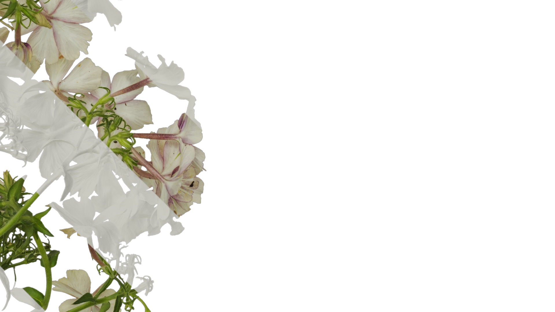 Anydrafts Phlox drummondii Atlas 02 Texture_2
