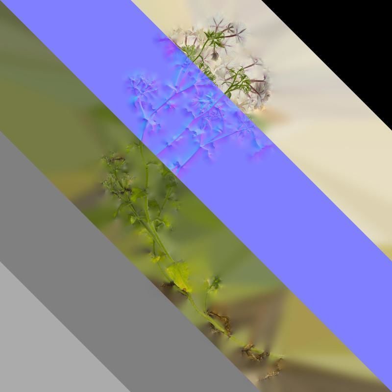 Anydrafts Phlox drummondii Atlas 02 Texture_8