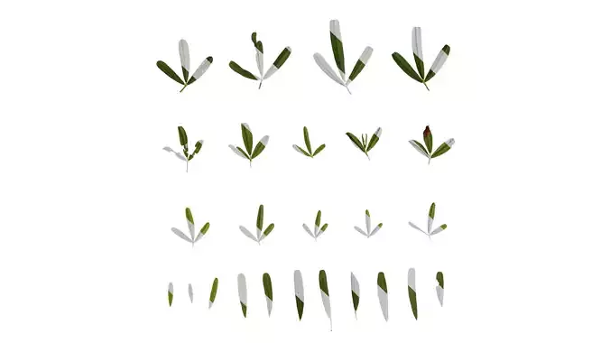 Anydrafts Lespedeza caraganae Leaf 01