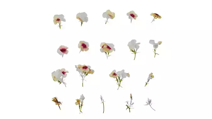 Anydrafts Phlox drummondii Atlas 05