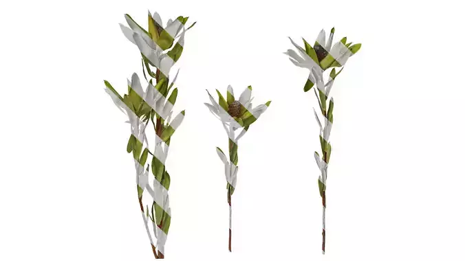 Anydrafts Leucadendron Atlas 01