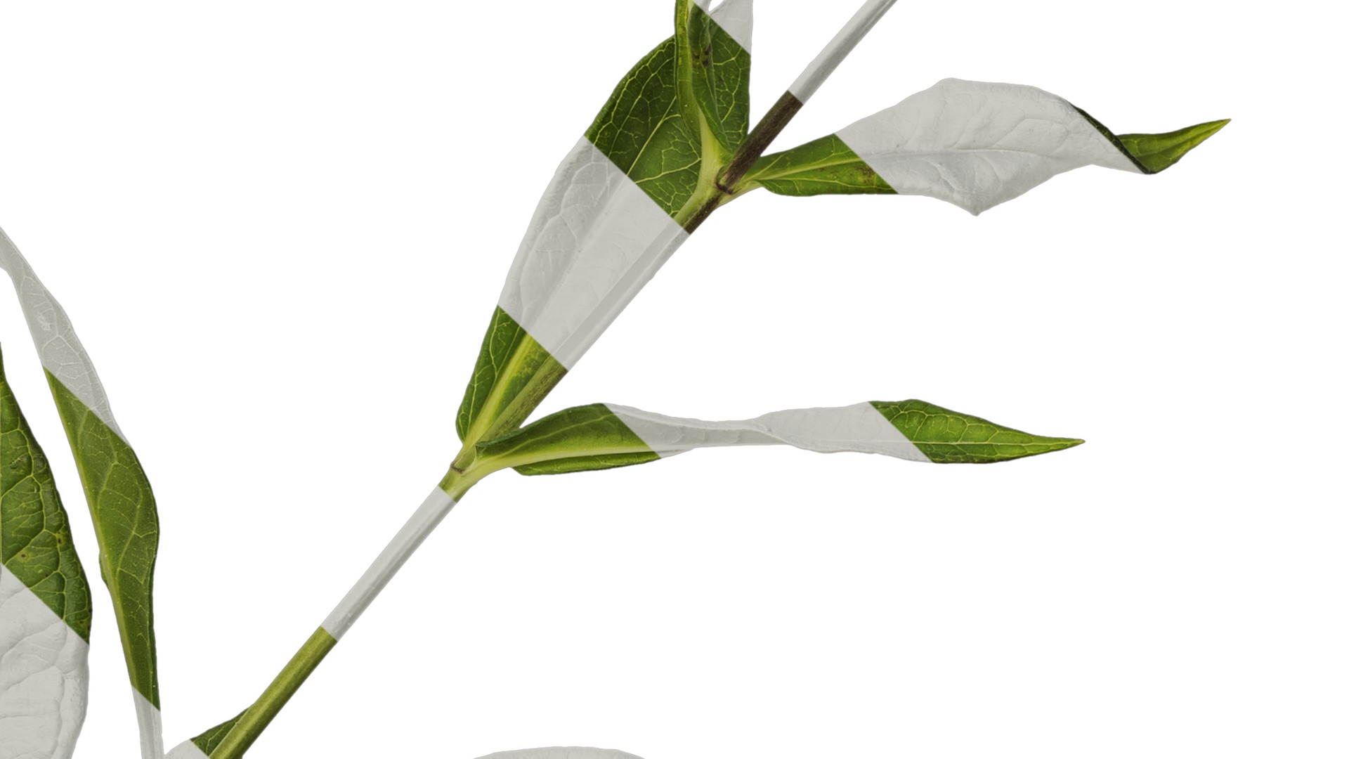 Anydrafts Phlox drummondii Atlas 06 Texture_7