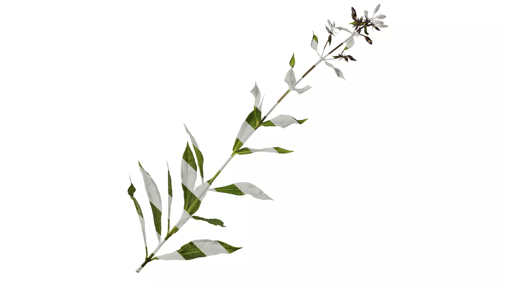 Anydrafts Phlox drummondii Atlas 06 Texture_0