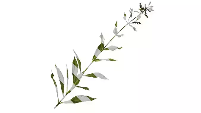 Anydrafts Phlox drummondii Atlas 06