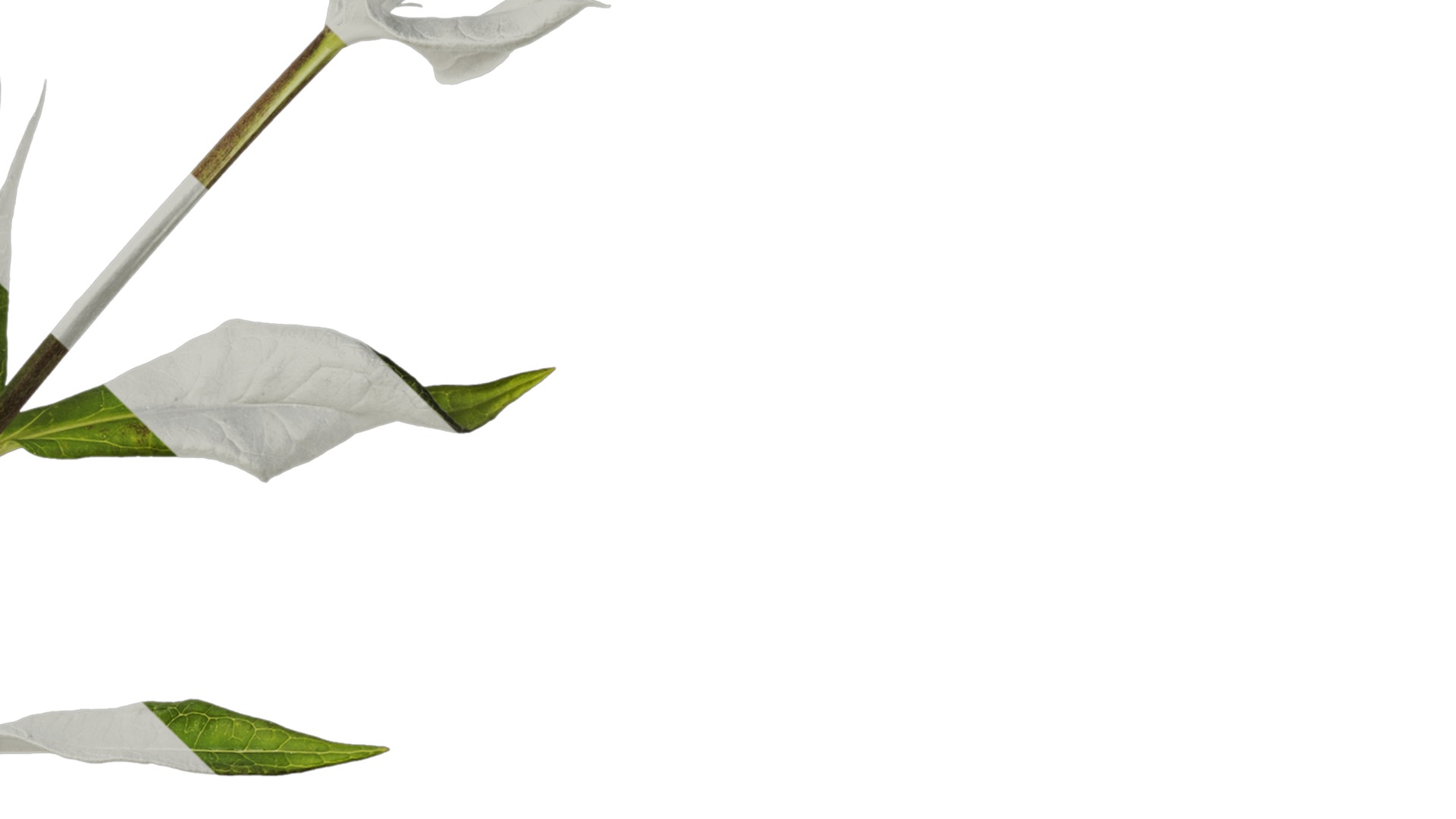 Anydrafts Phlox drummondii Atlas 06 Texture_4