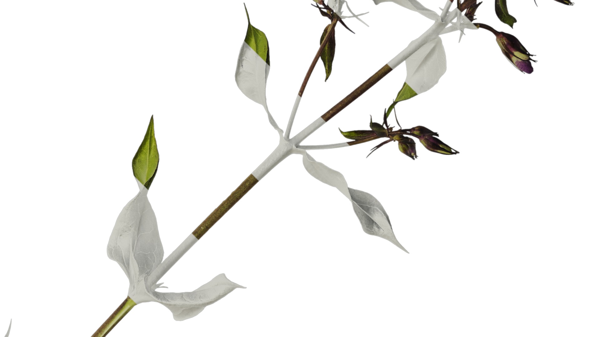 Anydrafts Phlox drummondii Atlas 06 Texture_2