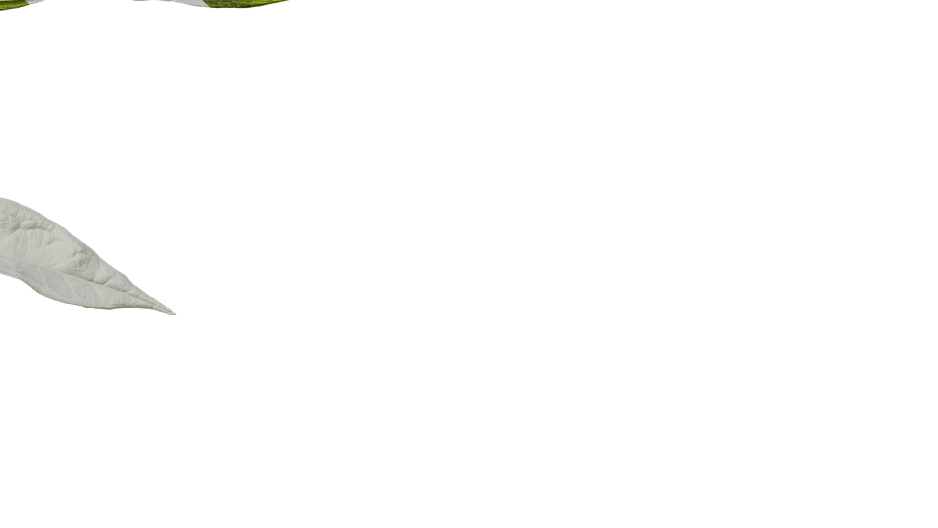 Anydrafts Phlox drummondii Atlas 06 Texture_6