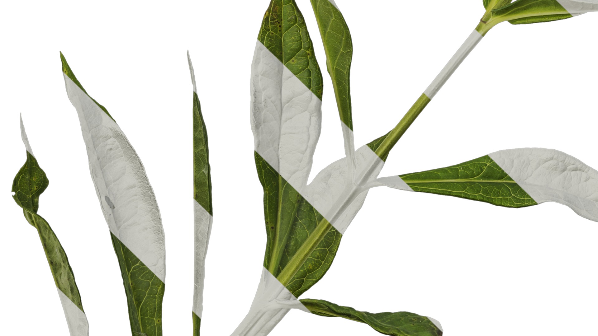 Anydrafts Phlox drummondii Atlas 06 Texture_5