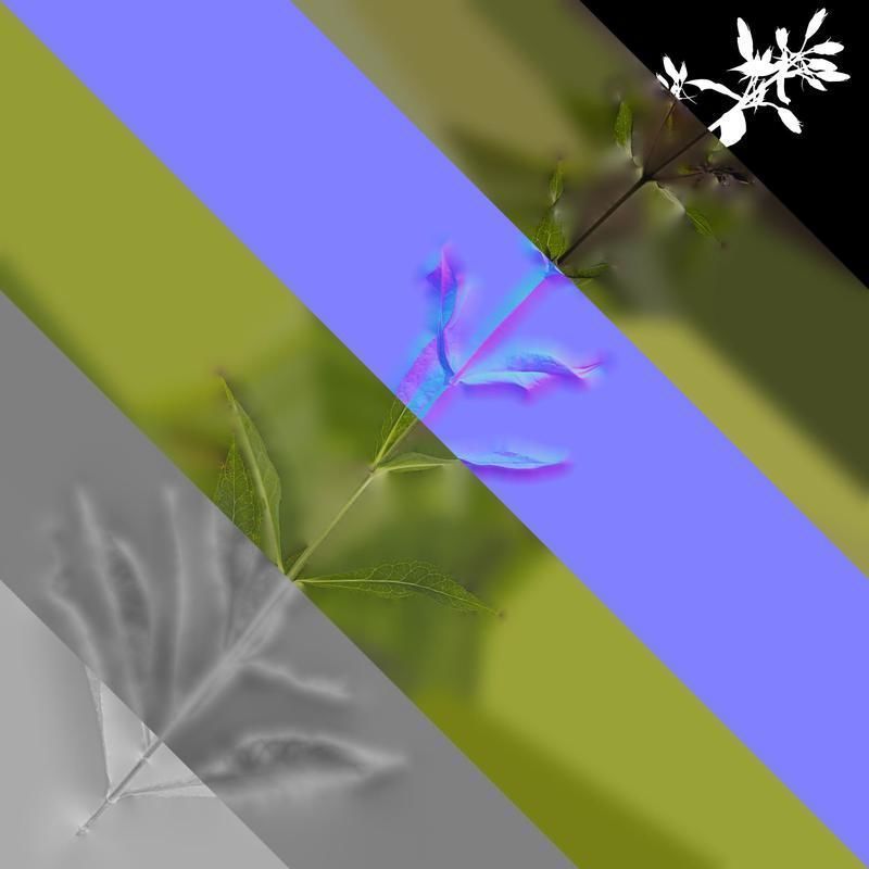 Anydrafts Phlox drummondii Atlas 06 Texture_8