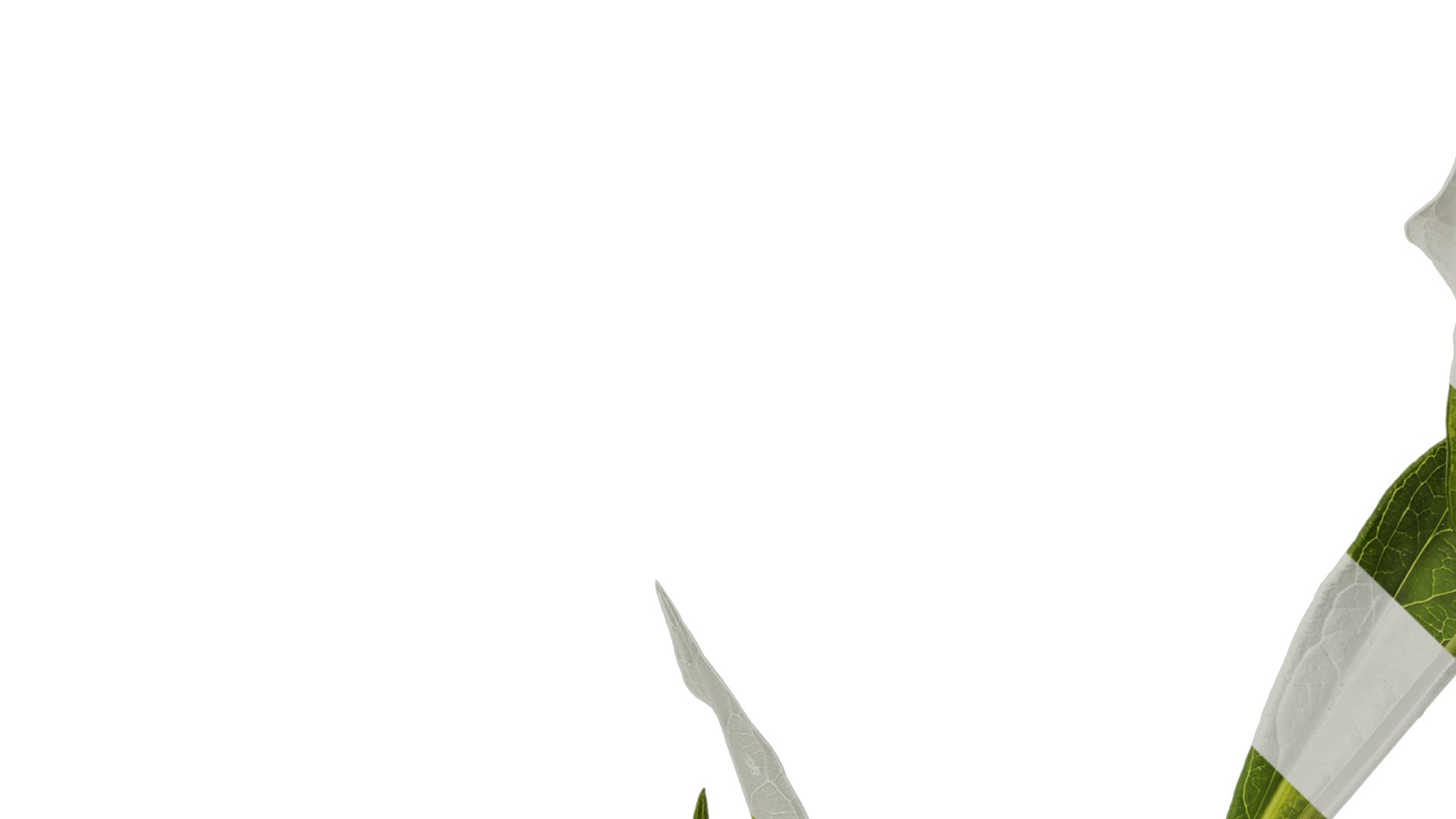 Anydrafts Phlox drummondii Atlas 06 Texture_3