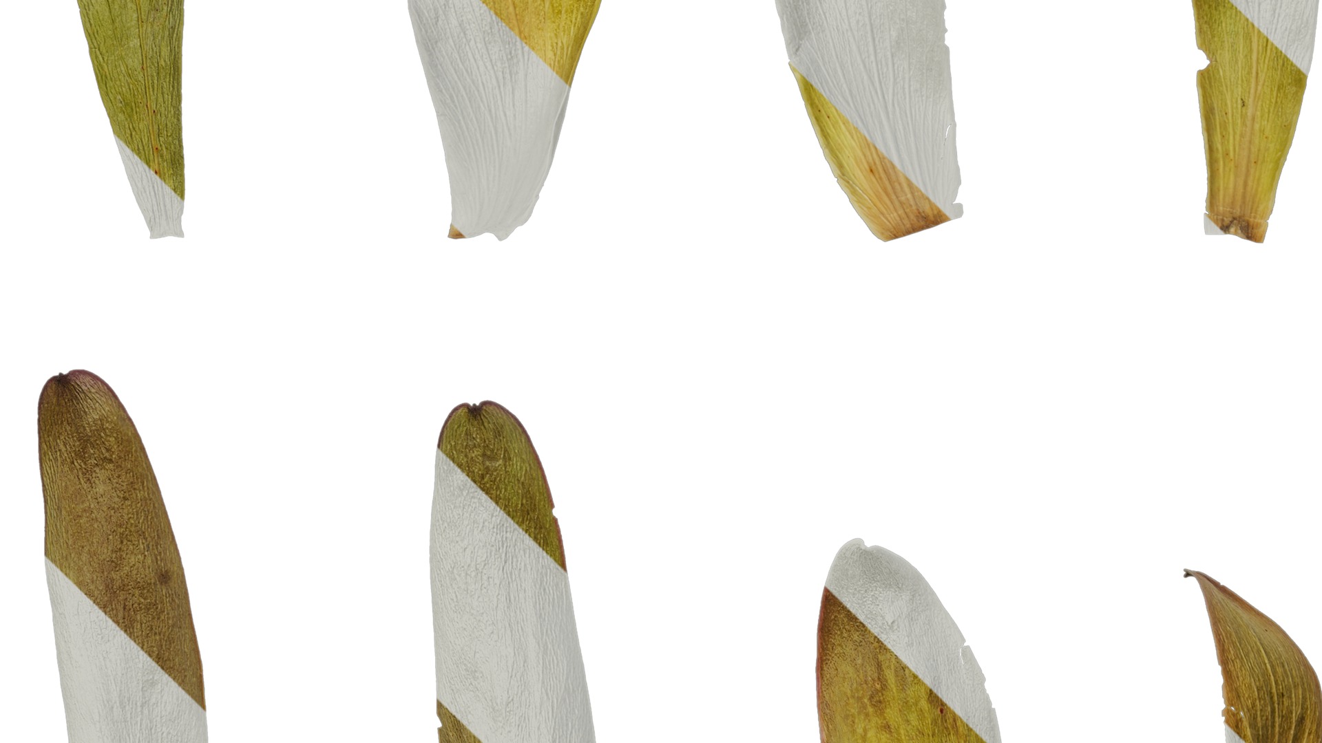 Anydrafts Leucadendron Atlas 03 Texture_5