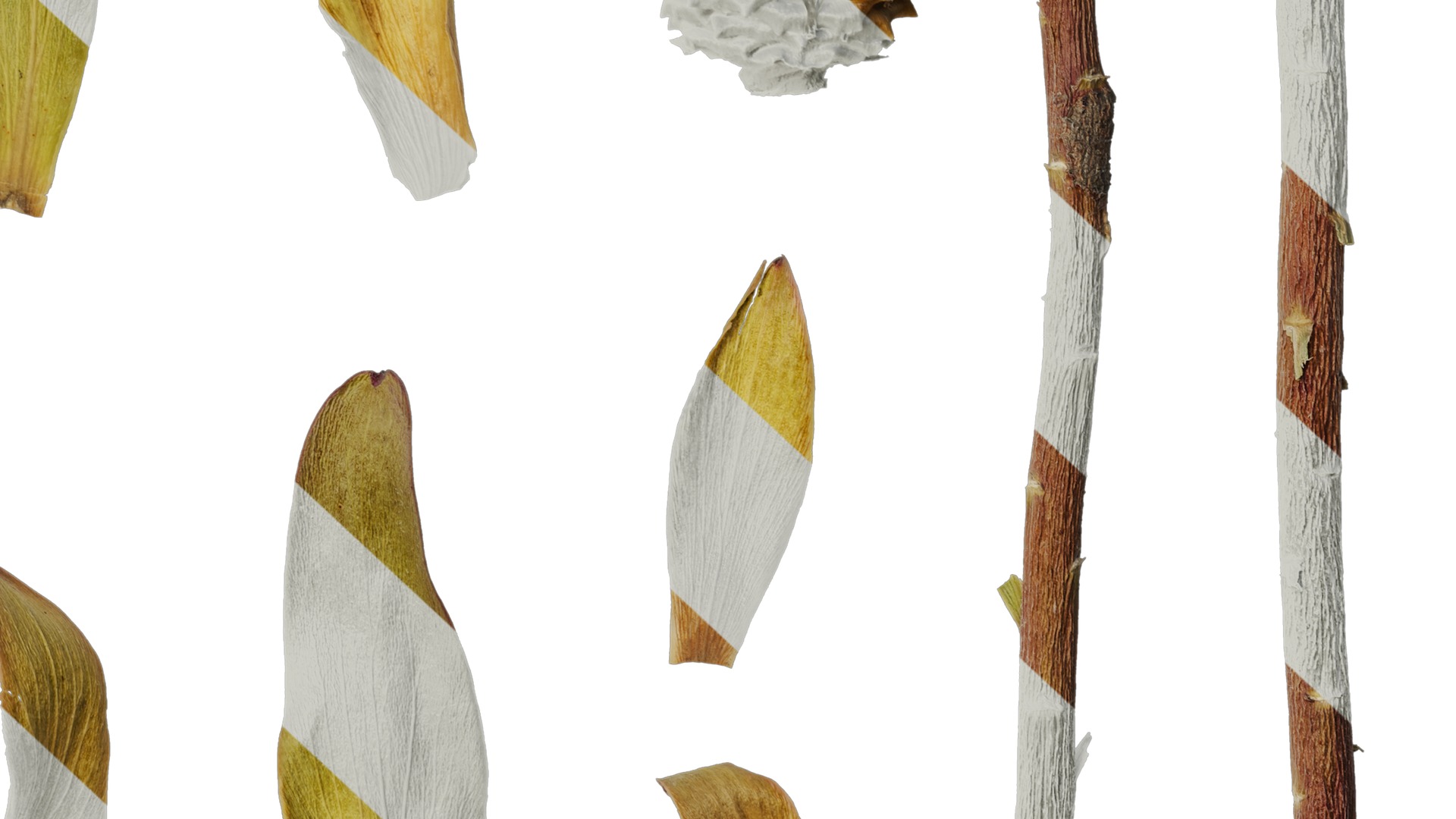 Anydrafts Leucadendron Atlas 03 Texture_6