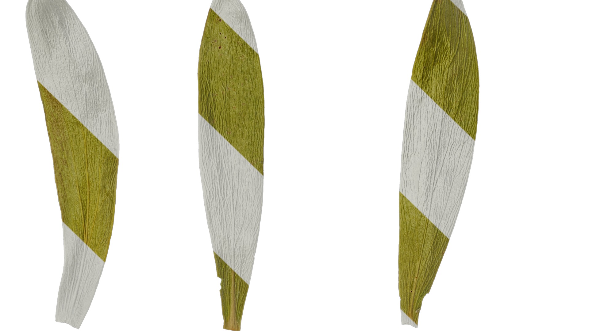 Anydrafts Leucadendron Atlas 03 Texture_1