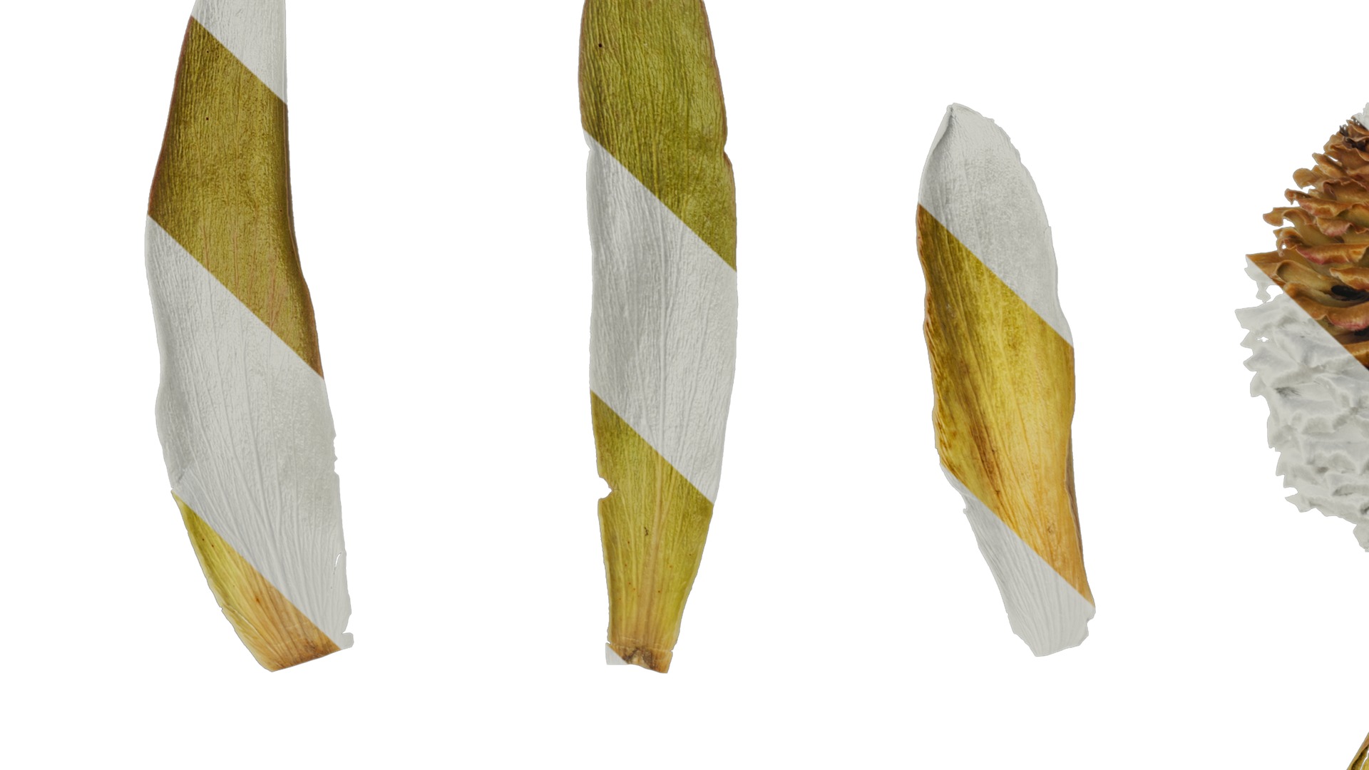 Anydrafts Leucadendron Atlas 03 Texture_7