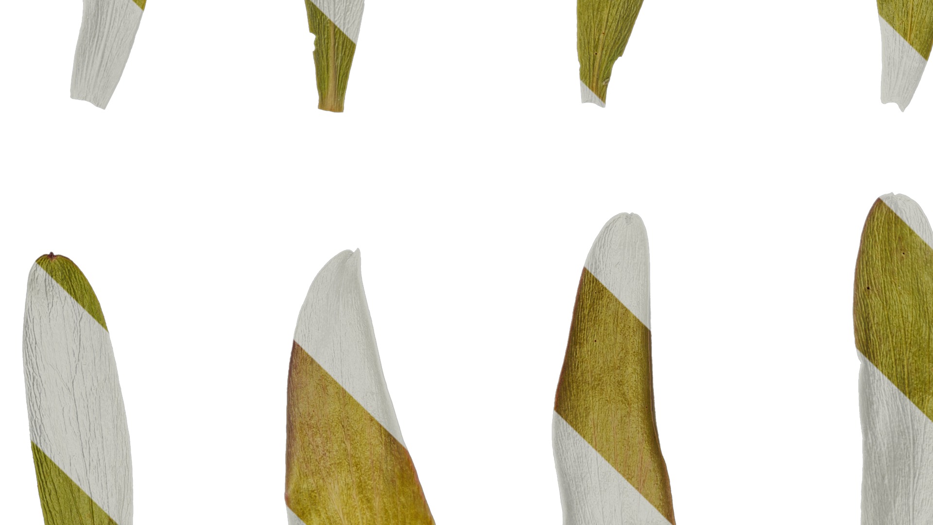 Anydrafts Leucadendron Atlas 03 Texture_3