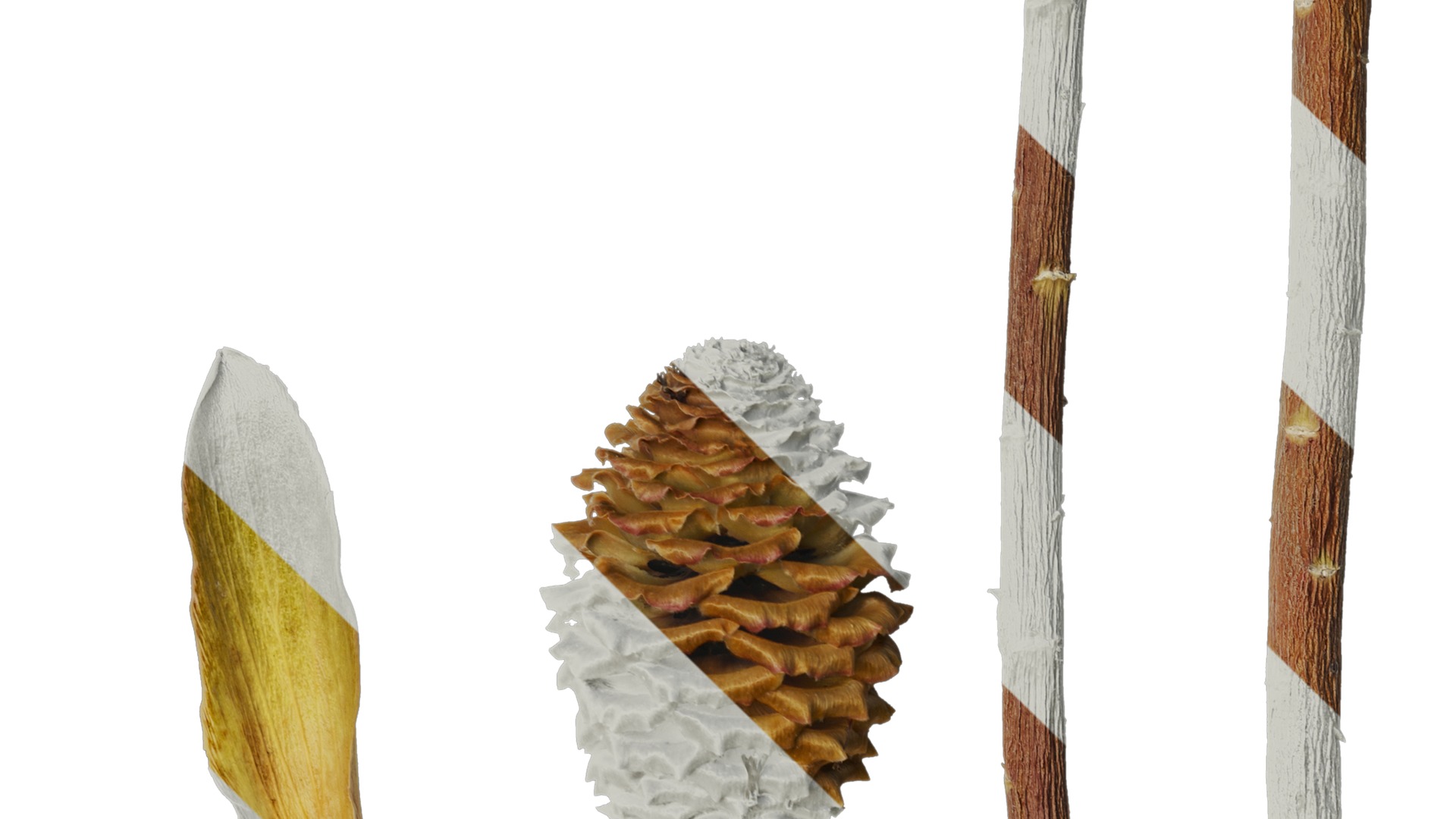 Anydrafts Leucadendron Atlas 03 Texture_4