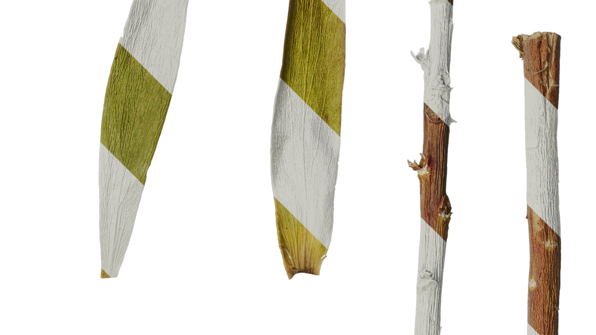 Anydrafts Leucadendron Atlas 03 Texture_2