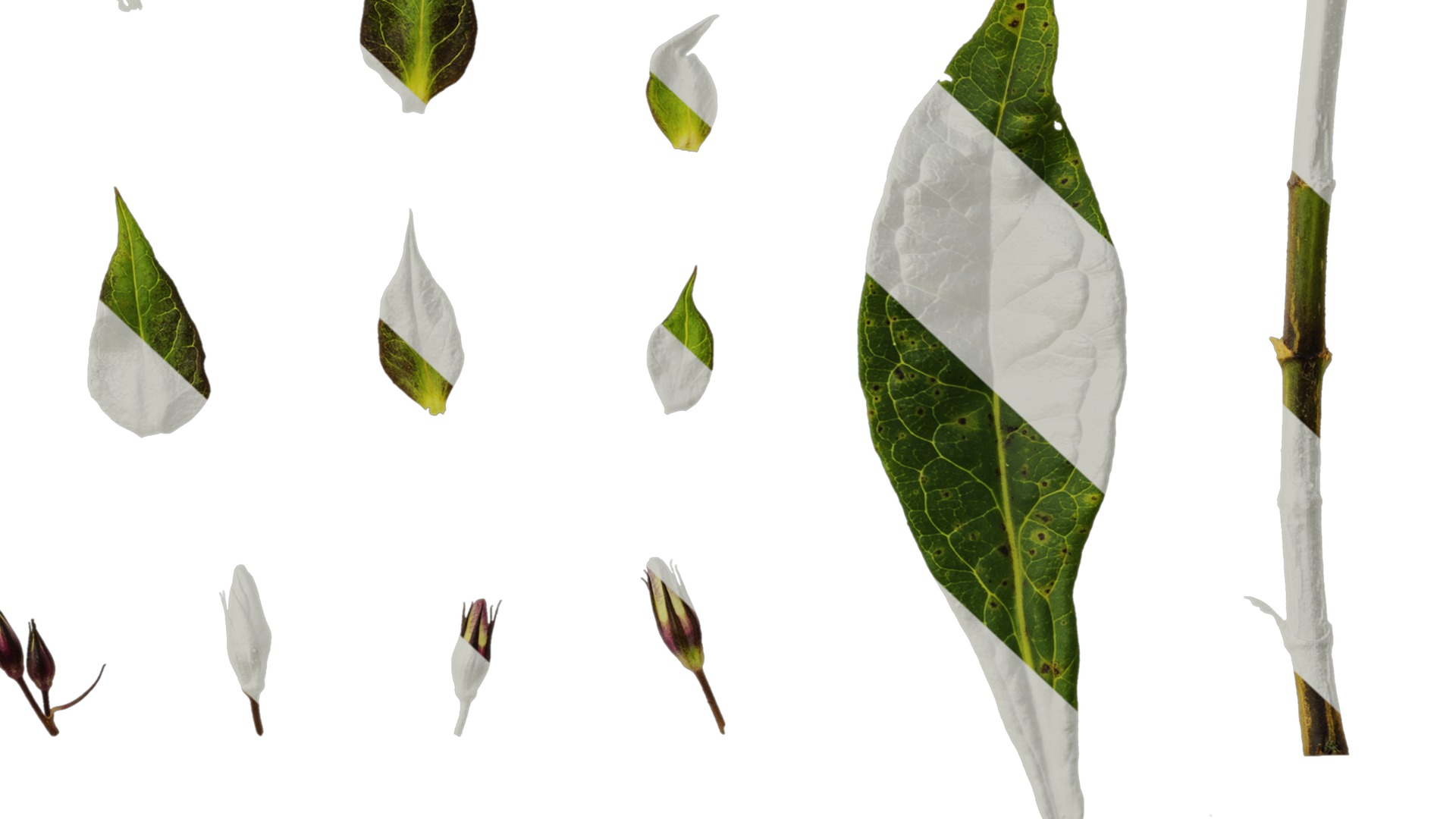 Anydrafts Phlox drummondii Atlas 08 Texture_6