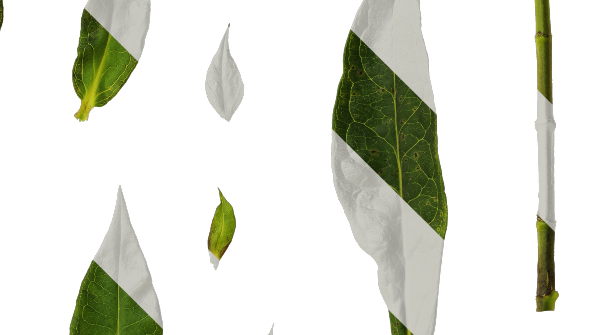 Anydrafts Phlox drummondii Atlas 08 Texture_2