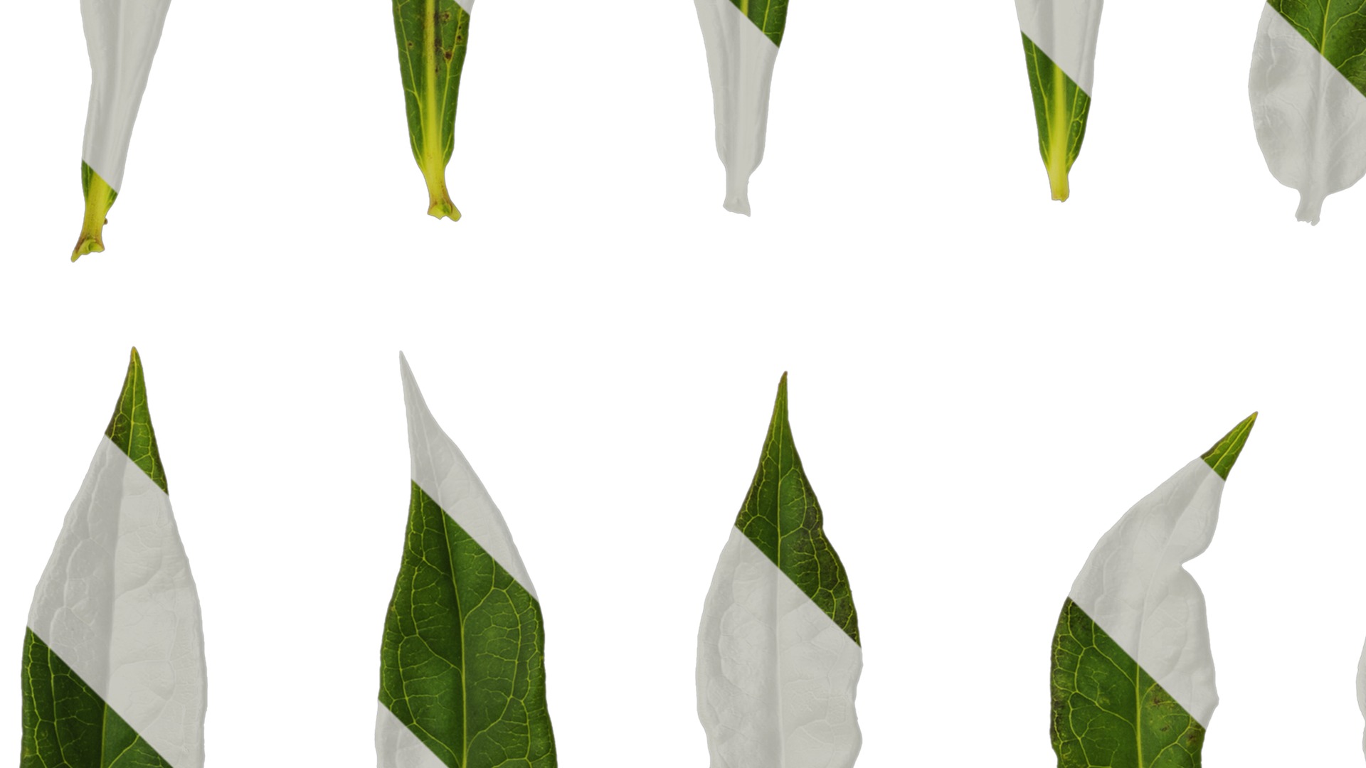 Anydrafts Phlox drummondii Atlas 08 Texture_3