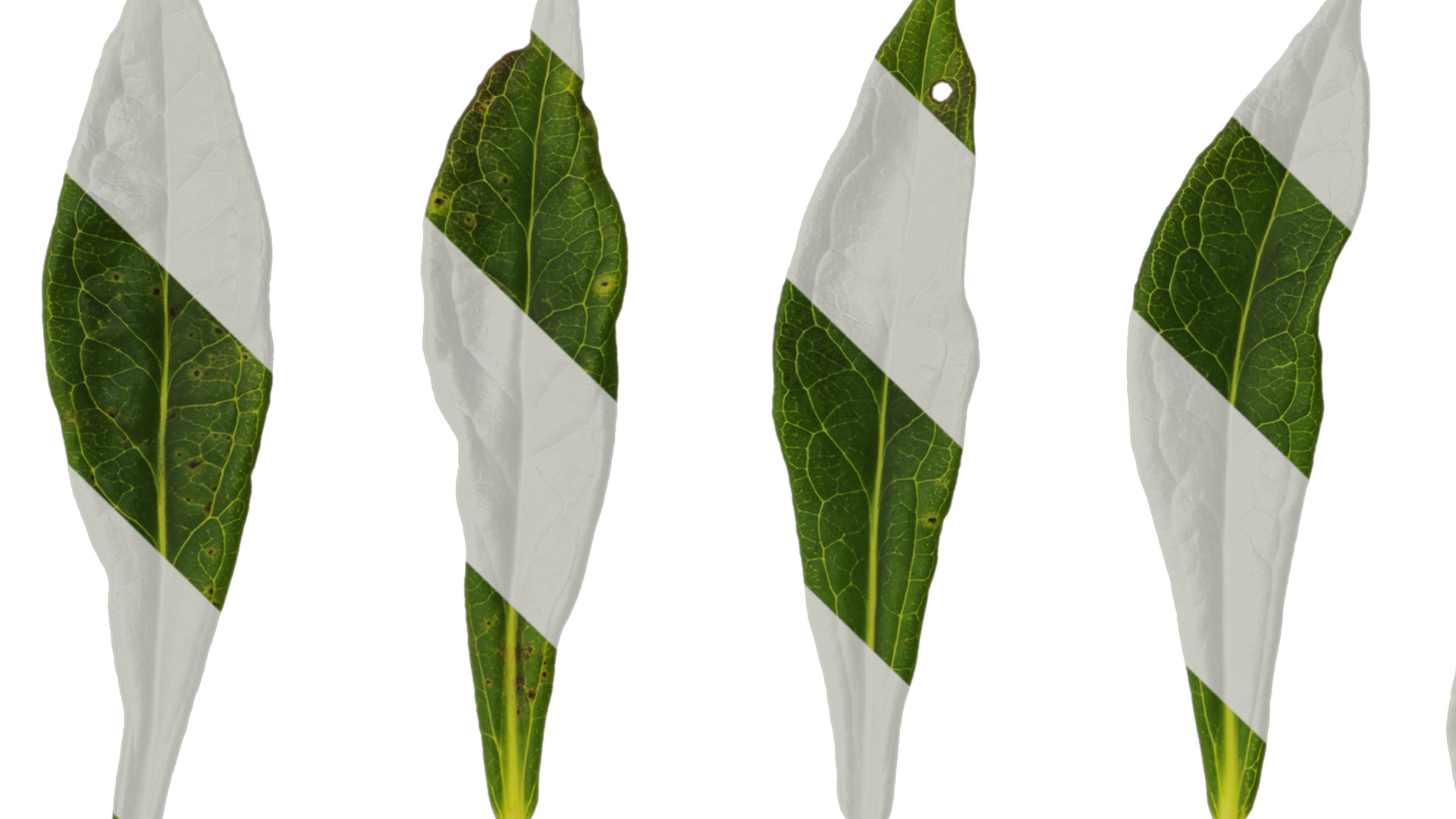 Anydrafts Phlox drummondii Atlas 08 Texture_1