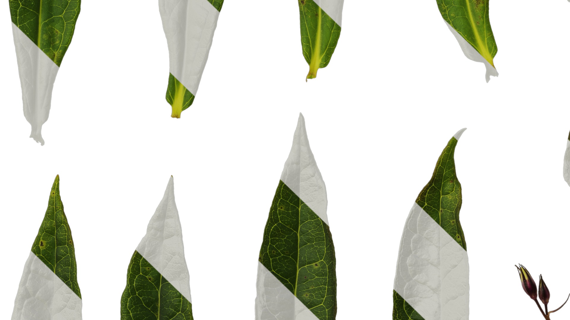 Anydrafts Phlox drummondii Atlas 08 Texture_5