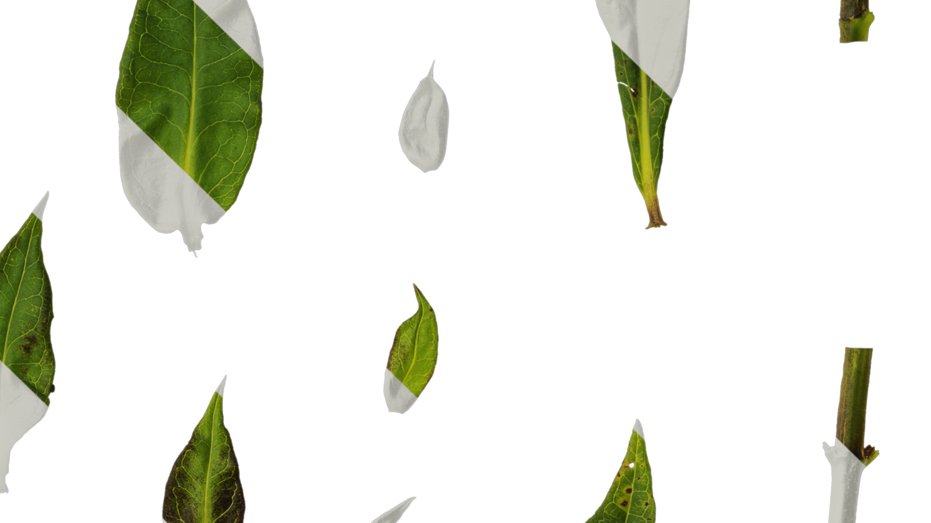 Anydrafts Phlox drummondii Atlas 08 Texture_4