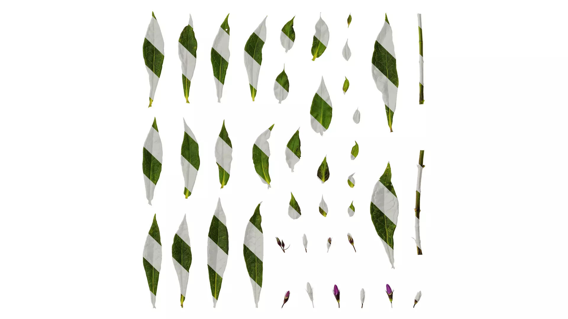 Anydrafts Phlox drummondii Atlas 08 Texture_0