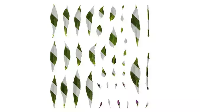 Anydrafts Phlox drummondii Atlas 08