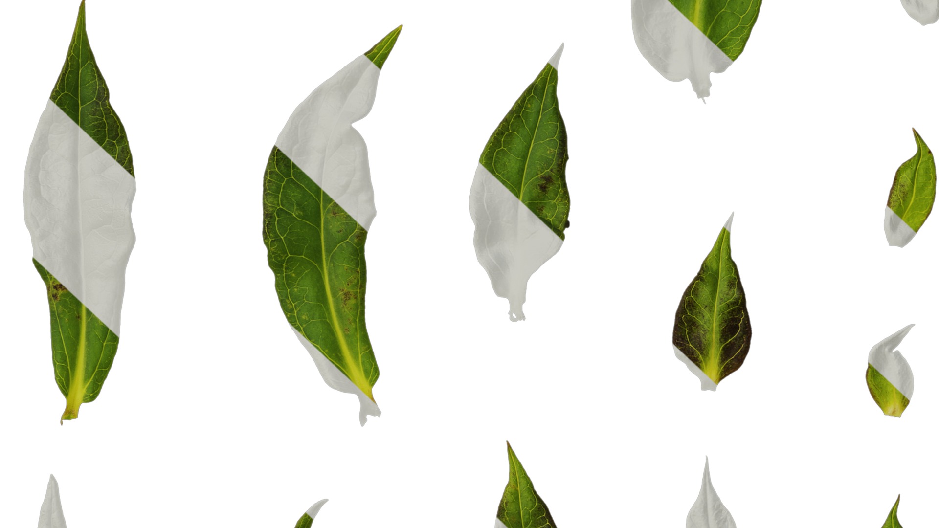 Anydrafts Phlox drummondii Atlas 08 Texture_7