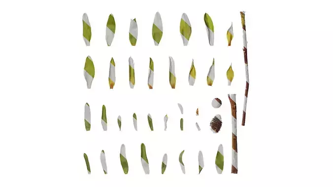 Anydrafts Leucadendron Atlas 04