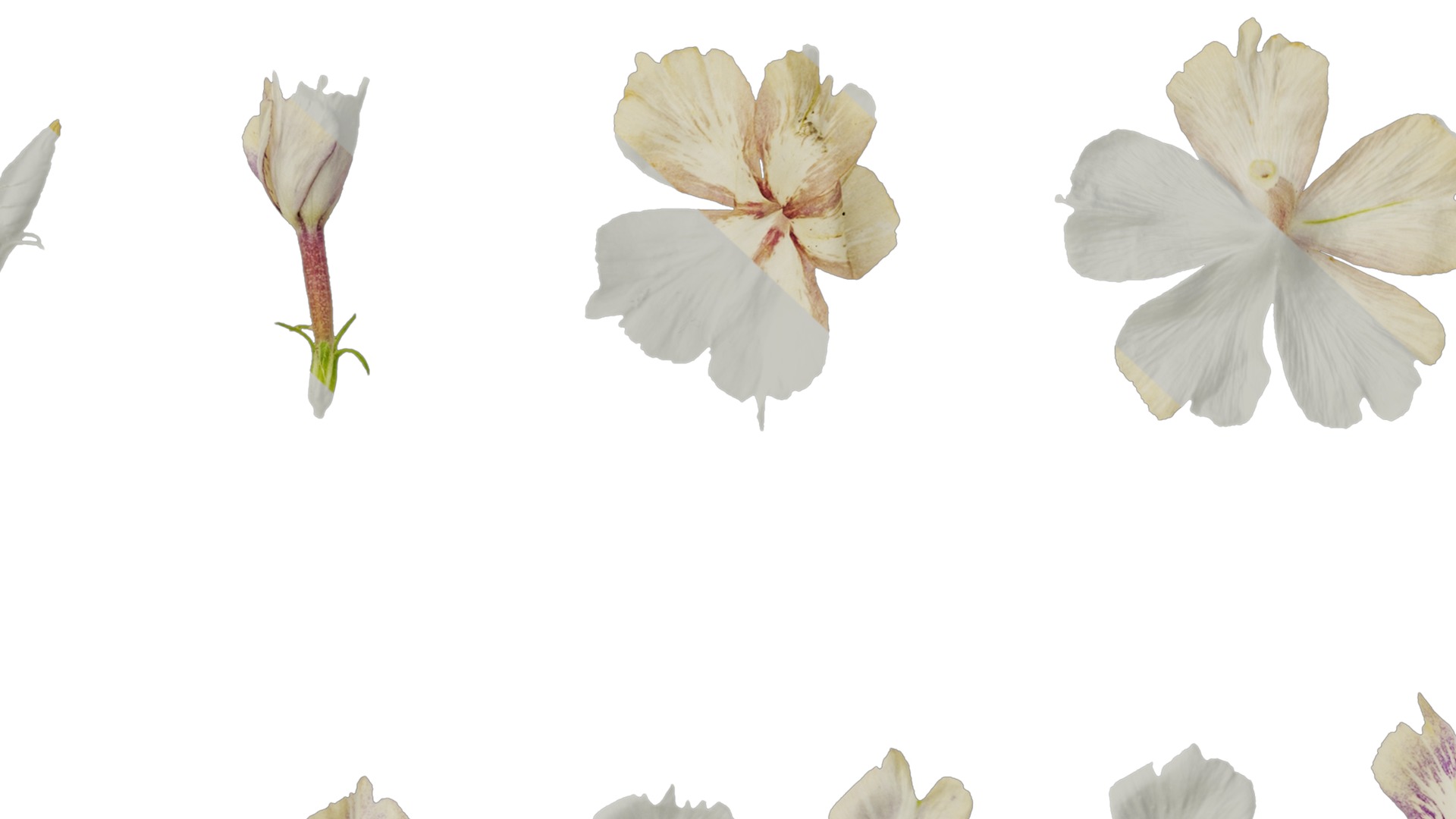 Anydrafts Phlox drummondii Flower 01 Texture_7