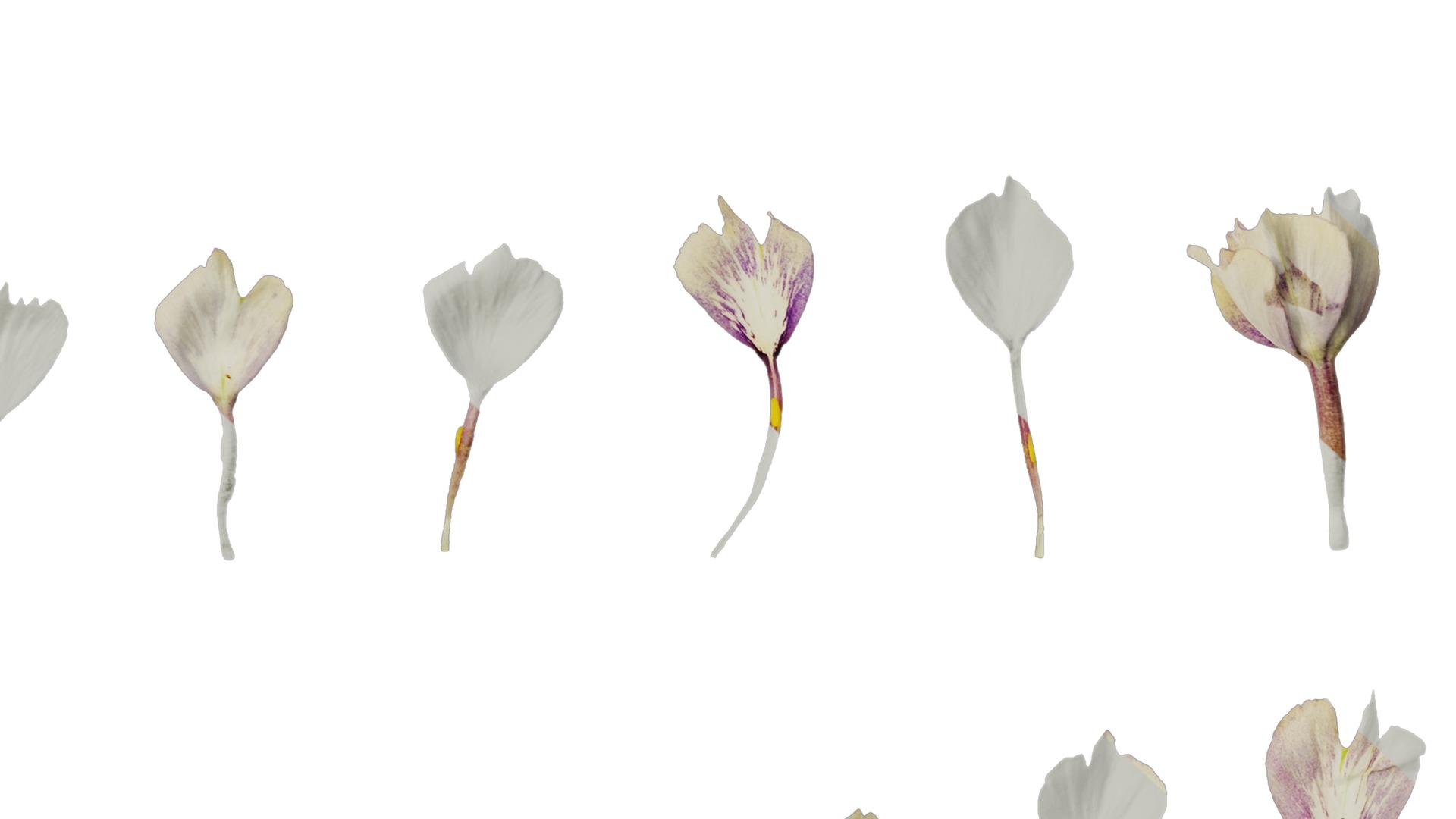 Anydrafts Phlox drummondii Flower 01 Texture_6