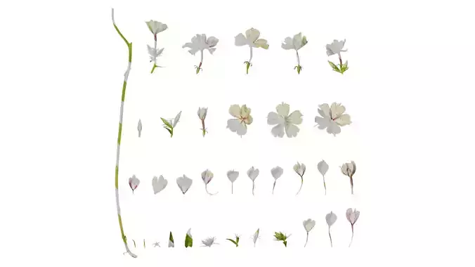 Anydrafts Phlox drummondii Flower 01