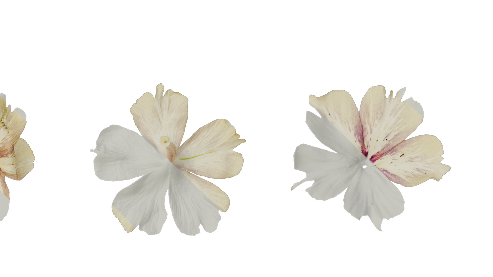 Anydrafts Phlox drummondii Flower 01 Texture_4